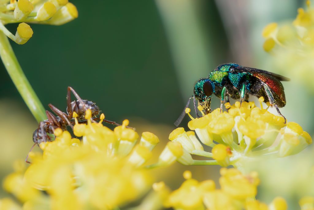 Chrysididae sp.